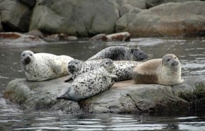 Seals on Rocks